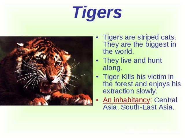 Tigers are striped cats. They are the biggest in the world. Tigers are striped cats. They are the biggest in the world. They live and hunt along. Tiger Kills his victim in the forest and enjoys his extraction slowly. An inhabitancy: Central Asia, So…