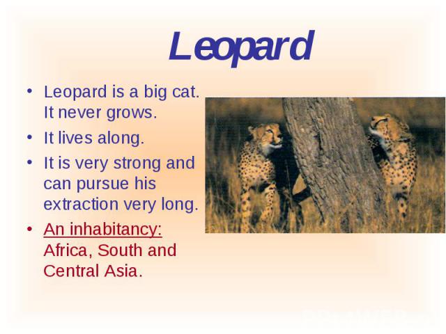Leopard is a big cat. It never grows. Leopard is a big cat. It never grows. It lives along. It is very strong and can pursue his extraction very long. An inhabitancy: Africa, South and Central Asia.