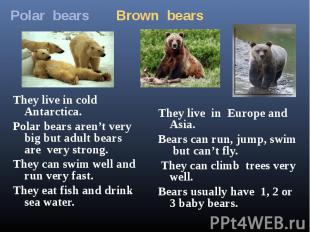 They live in cold Antarctica. Polar bears aren’t very big but adult bears are ve