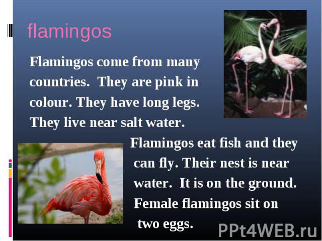 Flamingos come from many Flamingos come from many countries. They are pink in colour. They have long legs. They live near salt water. Flamingos eat fish and they can fly. Their nest is near water. It is on the ground. Female flamingos sit on two eggs.