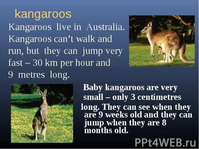 Baby kangaroos are very small – only 3 centimetres long. They can see when they are 9 weeks old and they can jump when they are 8 months old.