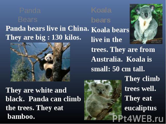 Koala bears Koala bears live in the trees. They are from Australia. Koala is small: 50 cm tall. They climb trees well. They eat eucaliptus