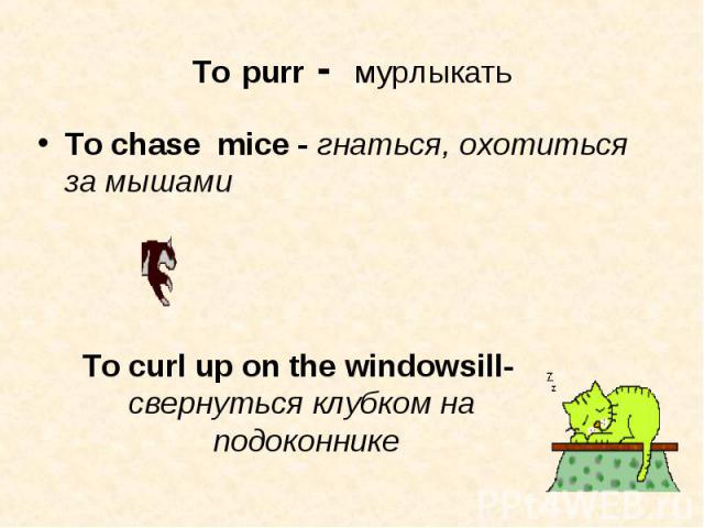 To chase mice - гнаться, охотиться за мышами To chase mice - гнаться, охотиться за мышами