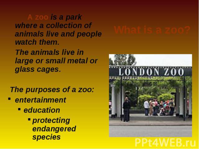 A zoo is a park where a collection of animals live and people watch them. A zoo is a park where a collection of animals live and people watch them. The animals live in large or small metal or glass cages. The purposes of a zoo: entertainment educati…