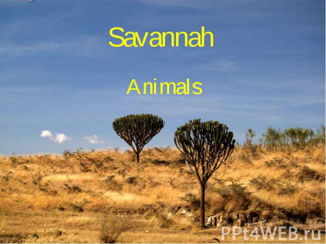 Savannah Animals