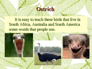 It is easy to teach these birds that live in South Africa, Australia and South A