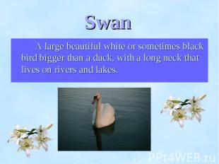 A large beautiful white or sometimes black bird bigger than a duck, with a long