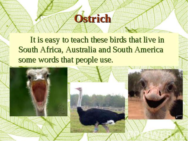 It is easy to teach these birds that live in South Africa, Australia and South America some words that people use. It is easy to teach these birds that live in South Africa, Australia and South America some words that people use.