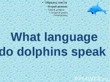 What language do dolphins speak