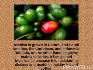Arabica is grown in Central and South America, the Caribbean, and Indonesia. Rob