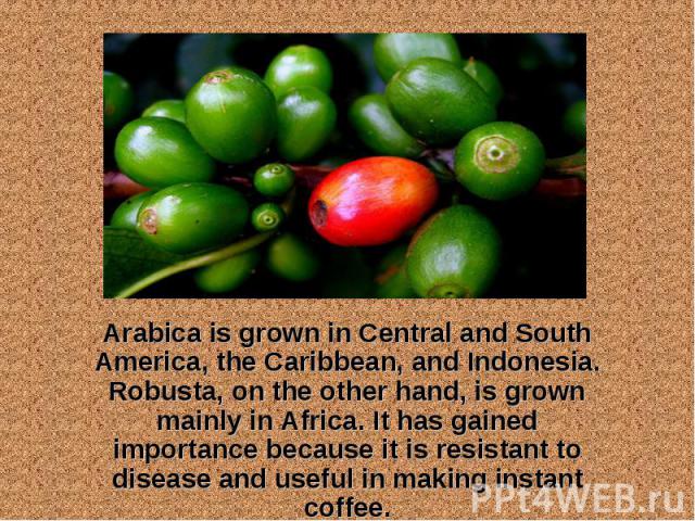 Arabica is grown in Central and South America, the Caribbean, and Indonesia. Robusta, on the other hand, is grown mainly in Africa. It has gained importance because it is resistant to disease and useful in making instant coffee. Arabica is grown in …