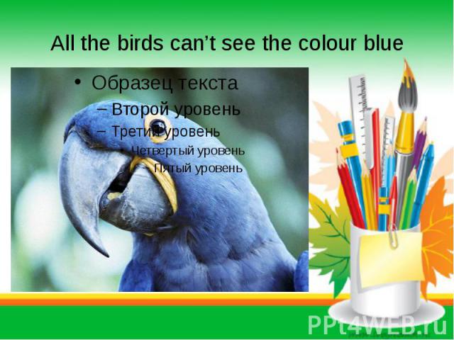 All the birds can’t see the colour blue