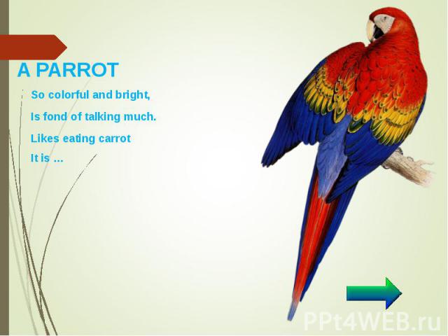 So colorful and bright, So colorful and bright, Is fond of talking much. Likes eating carrot It is …