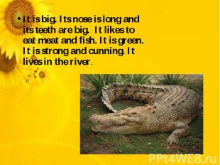 It is big. Its nose is long and its teeth are big. It likes to eat meat and fish