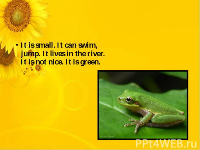 It is small. It can swim, jump. It lives in the river. It is not nice. It is green.