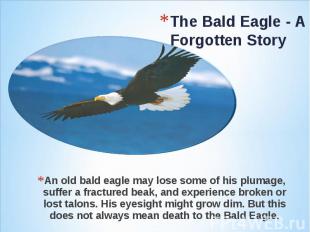 An old bald eagle may lose some of his plumage, suffer a fractured beak, and exp