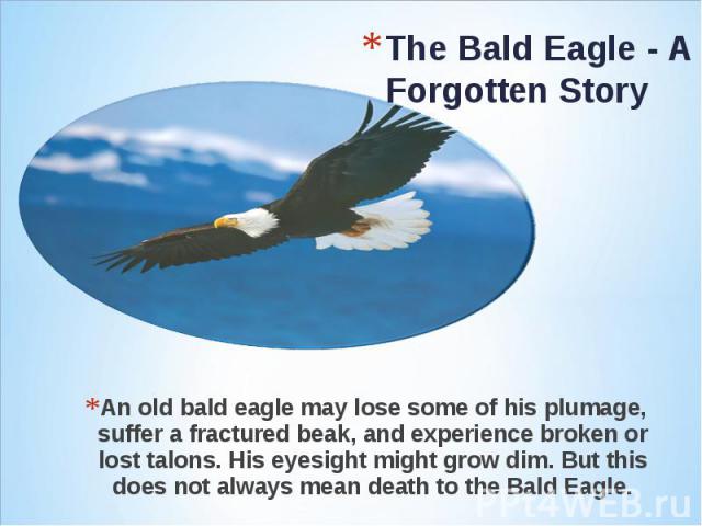 An old bald eagle may lose some of his plumage, suffer a fractured beak, and experience broken or lost talons. His eyesight might grow dim. But this does not always mean death to the Bald Eagle. An old bald eagle may lose some of his plumage, suffer…
