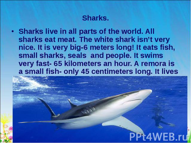 Sharks live in all parts of the world. All sharks eat meat. The white shark isn’t very nice. It is very big-6 meters long! It eats fish, small sharks, seals and people. It swims very fast- 65 kilometers an hour. A remora is a small fish- only 45 cen…