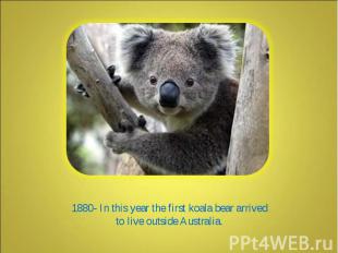 1880- In this year the first koala bear arrived to live outside Australia.