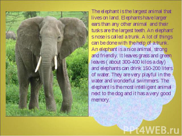 The elephant is the largest animal that lives on land. Elephants have larger ears than any other animal and their tusks are the largest teeth. An elephant` s nose is called a trunk. A lot of things can be done with the help of a trunk. An elephant i…