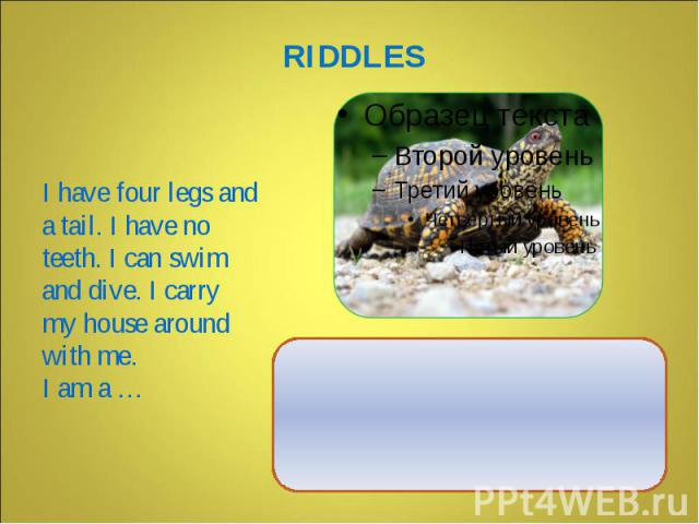 I have four legs and a tail. I have no teeth. I can swim and dive. I carry my house around with me. I am a …