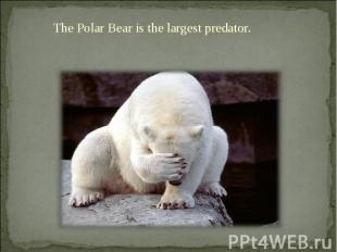 The Polar Bear is the largest predator. The Polar Bear is the largest predator.