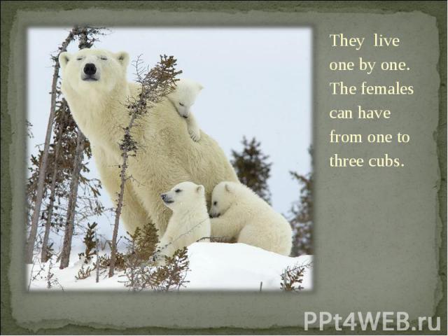 They live one by one. The females can have from one to three cubs. They live one by one. The females can have from one to three cubs.