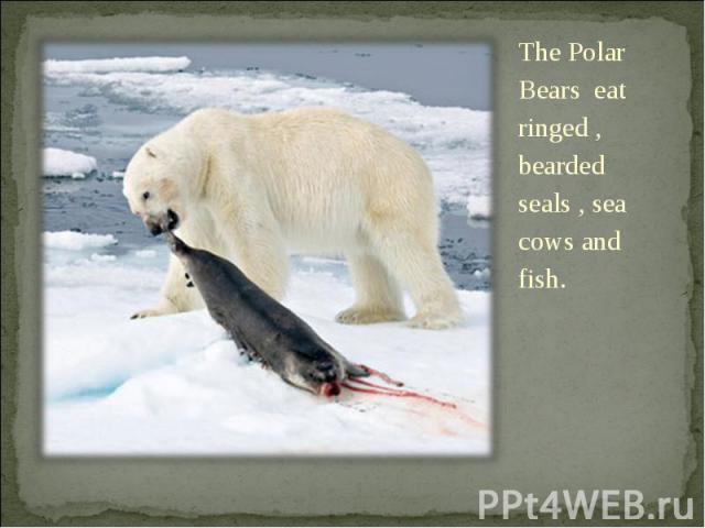 The Polar Bears eat ringed , bearded seals , sea cows and fish. The Polar Bears eat ringed , bearded seals , sea cows and fish.