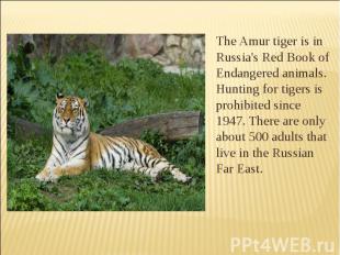 The Amur tiger is in Russia's Red Book of Endangered animals. Hunting for tigers