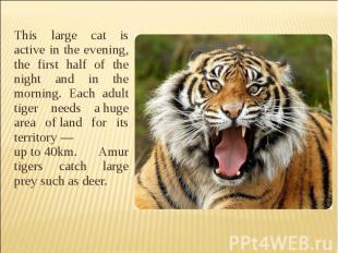 This large cat is active in the evening, the first half of the night and in the