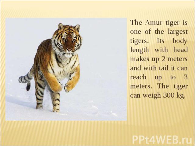 The Amur tiger is one of the largest tigers. Its body length with head makes up 2 meters and with tail it can reach up to 3 meters. The tiger can weigh 300 kg. The Amur tiger is one of the largest tigers. Its body length with head makes up 2 meters …