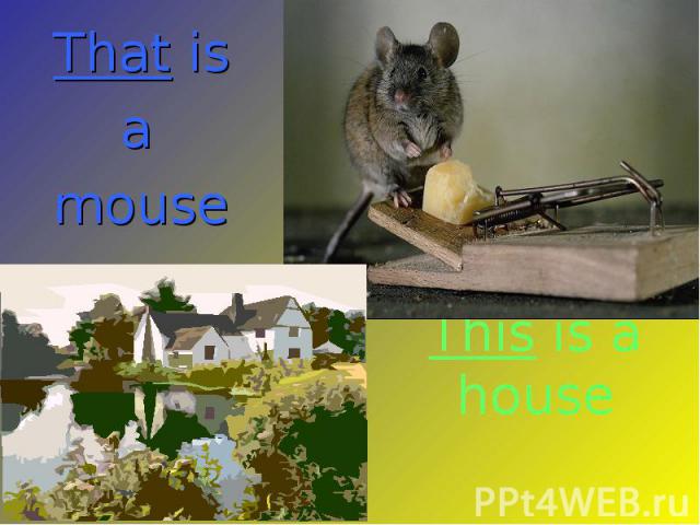 That is That is a mouse
