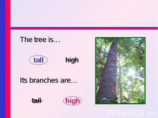 The tree is… The tree is… tall high Its branches are… tall high