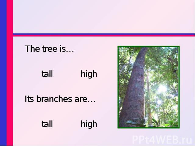 The tree is… The tree is… tall high Its branches are… tall high