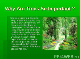 Why Are Trees So Important ? Trees are important because they provide a home for