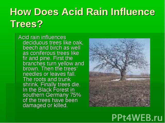 How Does Acid Rain Influence Trees? Acid rain influences deciduous trees like oak, beech and birch as well as coniferous trees like fir and pine. First the branches turn yellow and brown. Then the trees’ needles or leaves fall. The roots and trunk s…