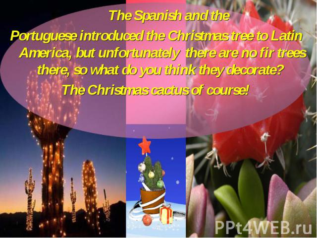 The Spanish and the The Spanish and the Portuguese introduced the Christmas tree to Latin America, but unfortunately there are no fir trees there, so what do you think they decorate? The Christmas cactus of course!