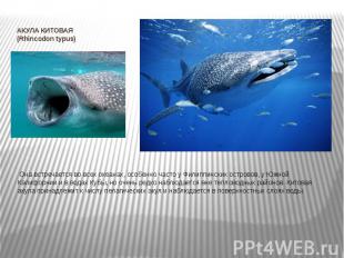 АКУЛА КИТОВАЯ (Rhincodon typus) &nbsp;Она встречается во всех океанах, особенно