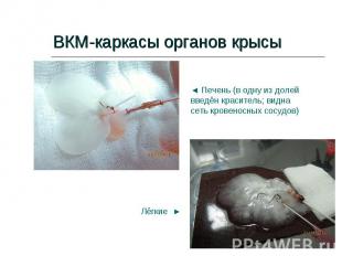 ВКМ-каркасы органов крысы
