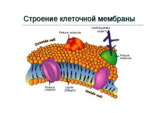 Строение клеточной мембраны