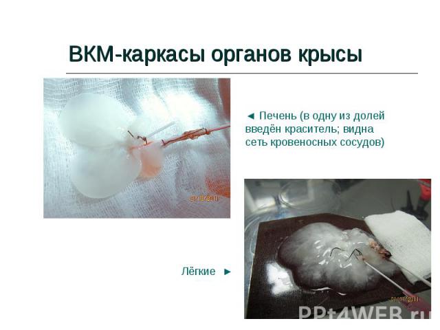ВКМ-каркасы органов крысы