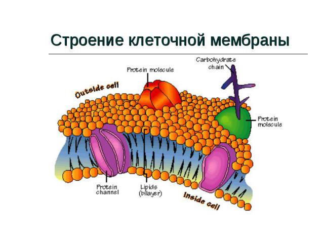 Строение клеточной мембраны