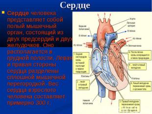 Сердце человека представляет собой полый мышечный орган, состоящий из двух предс