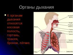 К органам дыхания относятся носовая полость, гортань, трахея, бронхи, лёгкие. К