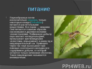 Паукообразные почти исключительно&nbsp;хищники, только некоторые клещи (Oribatid