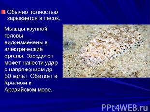 Обычно полностью зарывается в песок. Обычно полностью зарывается в песок.