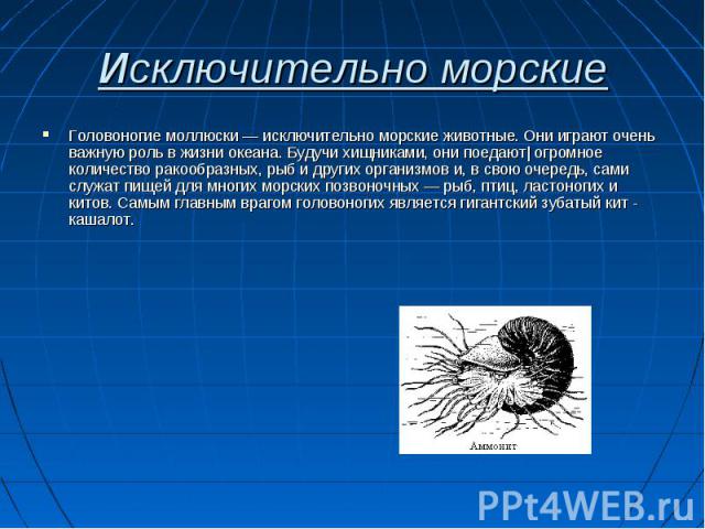 Головоногие моллюски — исключительно морские животные. Они играют очень важную роль в жизни океана. Будучи хищниками, они поедают| огромное количество ракообразных, рыб и других организмов и, в свою очередь, сами служат пищей для многих морских позв…