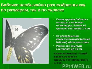 Самая крупная бабочка – птицекрыл королевы Александры. Размах её крыльев составл