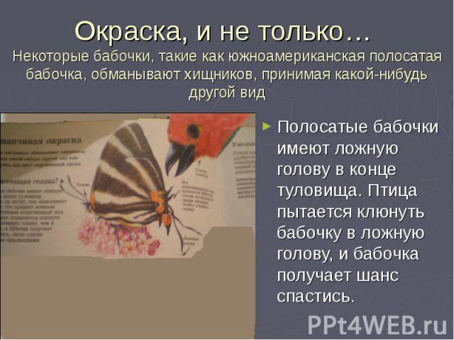 Полосатые бабочки имеют ложную голову в конце туловища. Птица пытается клюнуть бабочку в ложную голову, и бабочка получает шанс спастись. Полосатые бабочки имеют ложную голову в конце туловища. Птица пытается клюнуть бабочку в ложную голову, и бабоч…