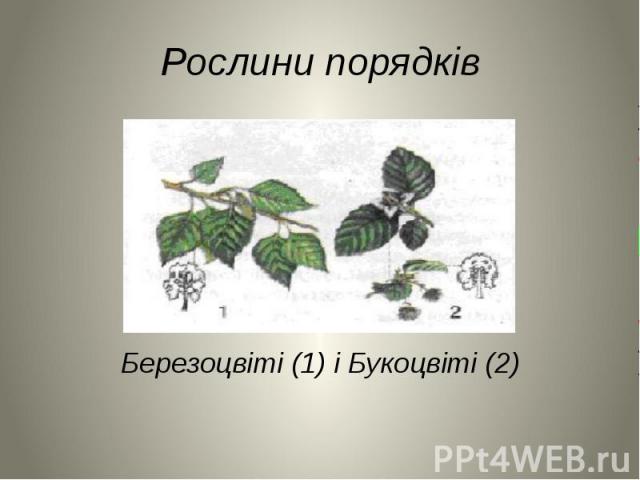 Рослини порядків Березоцвіті (1) і Букоцвіті (2)